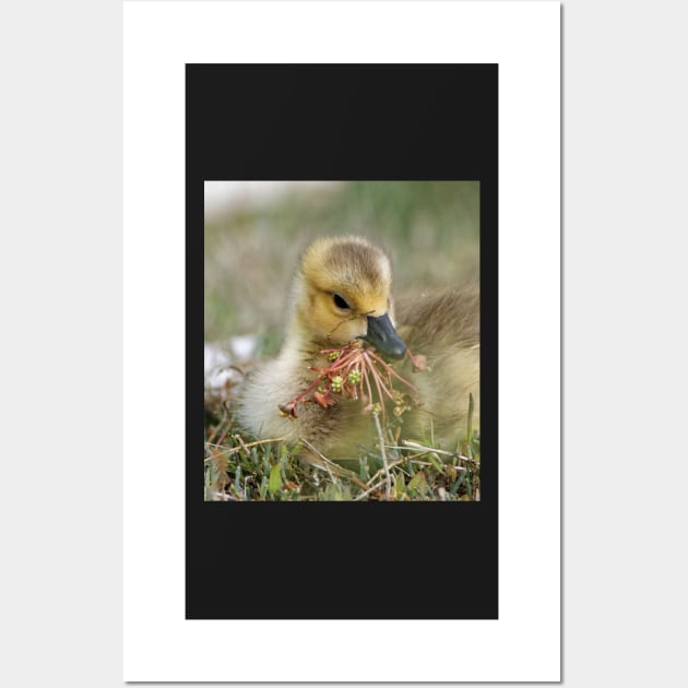 Baby Bird eating Water Flowers Wall Art by SHWILDLIFE